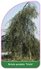 Betula pendula 'Tristis'