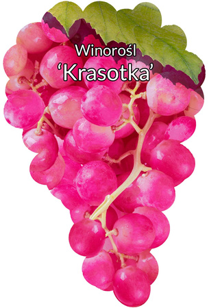 Réva vinná Krasotka