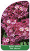 Kalmia latifolia 'Pink Charme'