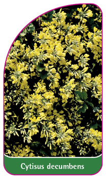 Cytisus decumbens