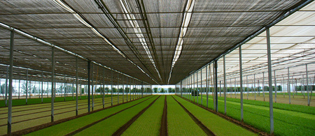 Cieniówka zielona 45% 8m x 250mb 55g/m2