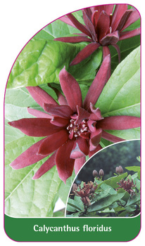 Calycanthus floridus