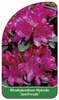 Rhododendron-Hybride 'Junifreude'
