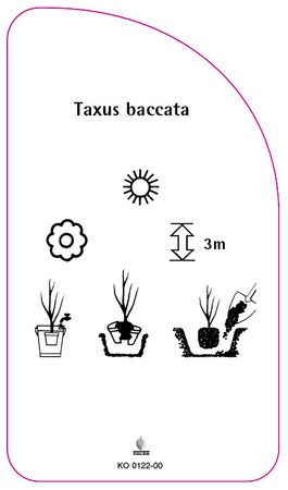 Taxus baccata