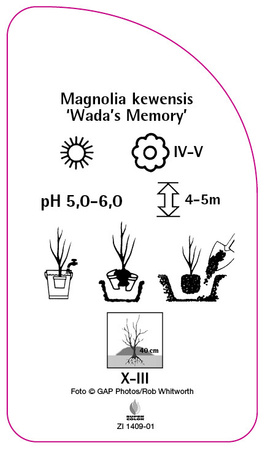Magnolia kewensis 'Wada's Memory'