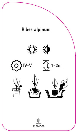 Ribes alpinum