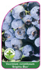 Vaccinium corymbosum 'Brigitta Blue'