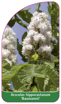 Aesculus hippocastanum 'Baumannii'