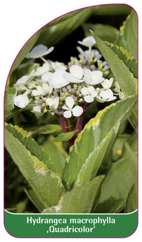 Hydrangea macrophylla ,Quadricolor'