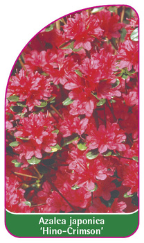Azalea japonica 'Hino-Crimson'