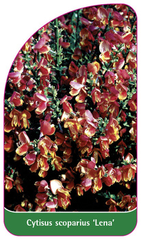Cytisus scoparius 'Lena'