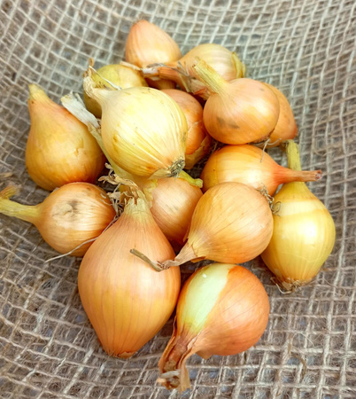 Cebula Dymka IV Wolska 1kg