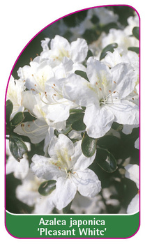 Azalea japonica 'Pleasant White'