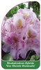 Rhododendron-Hybride 'Von Oheimb Woislowitz'