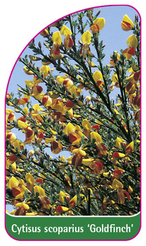 Cytisus scoparius 'Goldfinch'