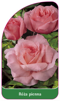 Kmenová růže č. 32