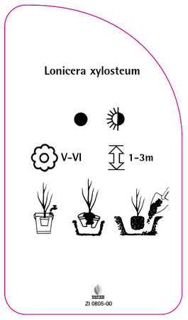 Lonicera xylosteum