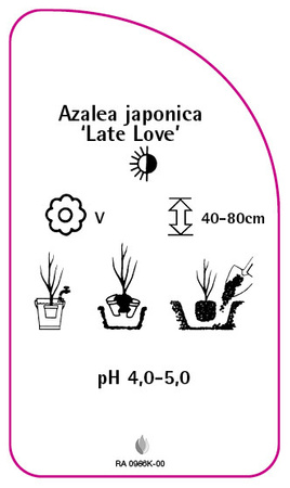 Azalea japonica 'Late Love'