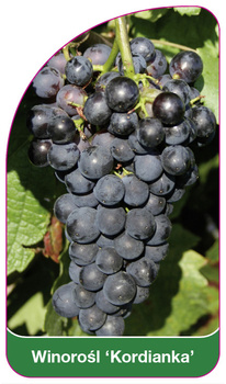 Winorośl 'Kordianka'