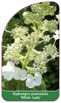 Hydrangea paniculata 'White Lady'
