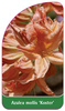 Azalea mollis 'Koster'