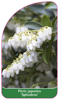Pieris japonica 'Splendens'