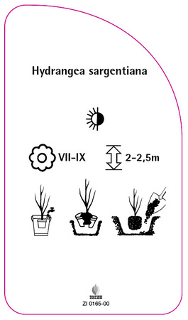 Hydrangea sargentiana