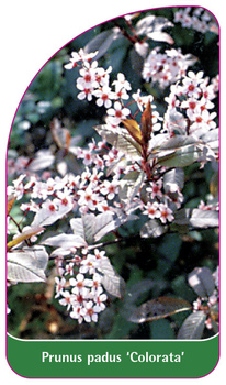 Prunus padus 'Colorata'