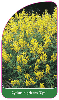 Cytisus nigricans 'Cyni'