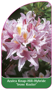Azalea Knap-Hill-Hybride 'Irene Koster'