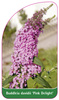 Buddleia davidii 'Pink Delight'