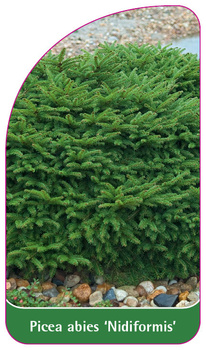 Picea abies 'Nidiformis'