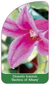 Clematis texensis 'Duchess of Albany'