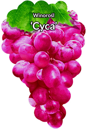 Winorośl Cyca