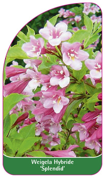Weigela Hybride 'Splendid'