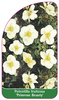Potentilla fruticosa 'Primrose Beauty'