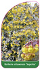 Berberis ottawensis 'Superba'