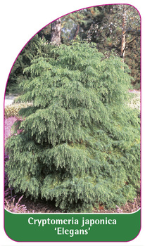 Cryptomeria japonica 'Elegans'