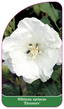 Hibiscus syriacus 'Eleonore'