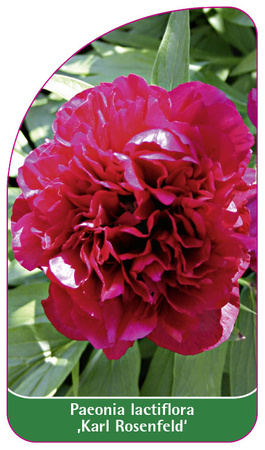 Paeonia lactiflora ,Karl Rosenfeld'