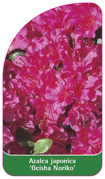 Azalea japonica 'Geisha Noriko'