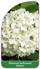 Viburnum burkwoodii 'Eskimo'