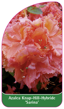 Azalea Knap-Hill-Hybride 'Sarina''