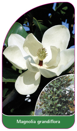 Magnolia grandiflora