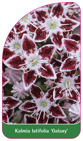 Kalmia latifolia 'Galaxy'