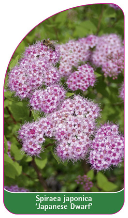 Spiraea japonica 'Japanese Dwarf'