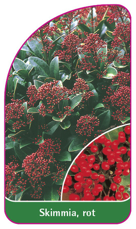 Skimmia, rot