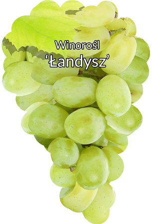 Grapevine Łandysz