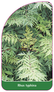 Rhus typhina