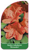 Azalea nakakarae 'Alexander'